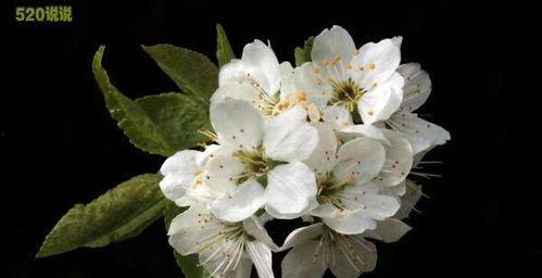 重大舞蹈爆料视频,重大舞蹈爆料视频背后的惊人真相  第3张